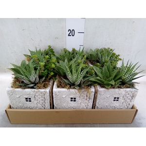 Arr.   Kamerplant Groen L%