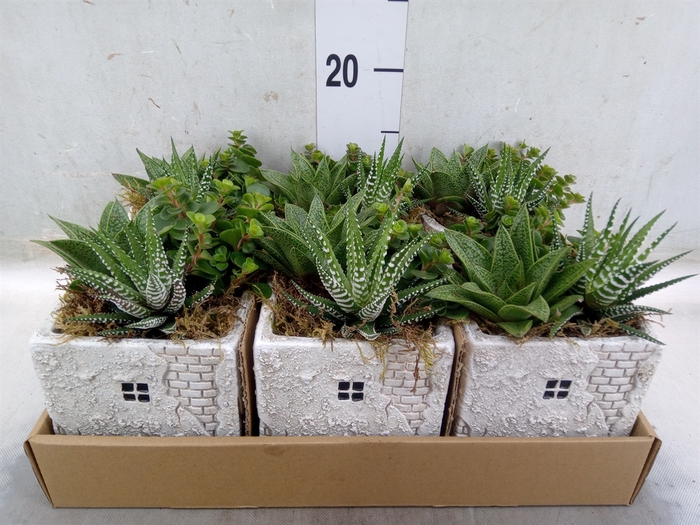 <h4>Arr.   Kamerplant Groen L%</h4>