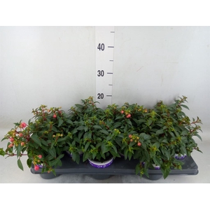 Fuchsia  'Bella Fuchsia Sacha'