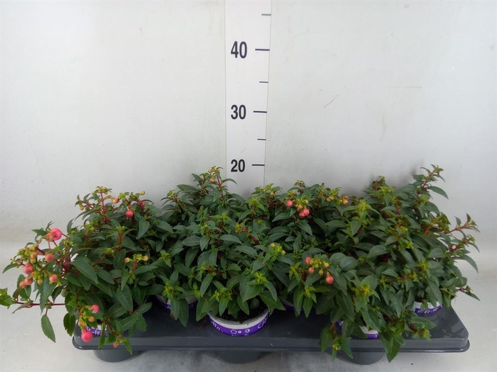 <h4>Fuchsia  'Bella Fuchsia Sacha'</h4>