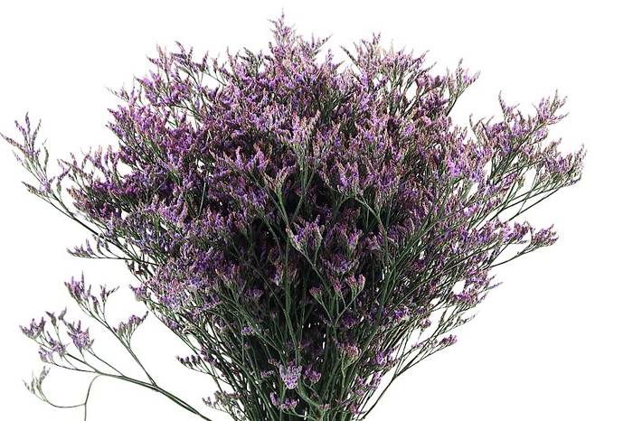 Limonium Safora Dark Blue