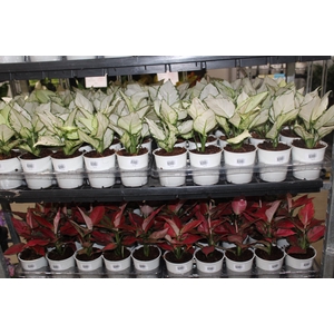 AGLAONEMA VARIADA P12