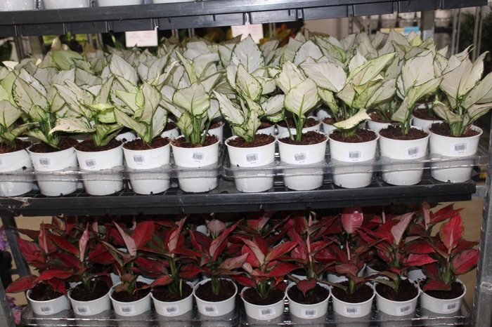 <h4>AGLAONEMA VARIADA P12</h4>