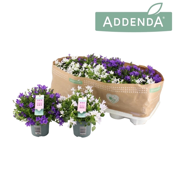 <h4>Campanula Addenda Mix 2 - Paars/ Wit</h4>