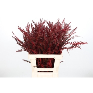 Grevilea Ivanhoe Kl Bh Bordeaux