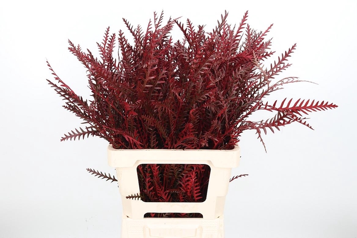 <h4>Grevilea Ivanhoe Kl Bh Bordeaux</h4>