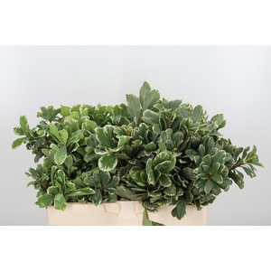 Pittosporum Ilan