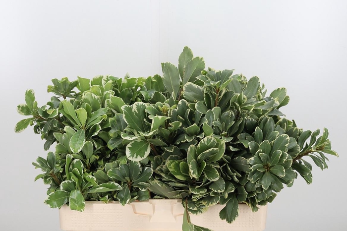 <h4>Pittosporum Ilan</h4>