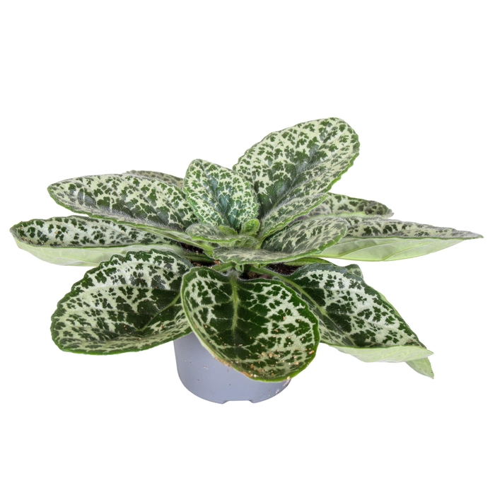 <h4>Streptocarpus Pretty Turtle</h4>