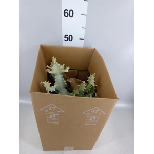 Euphorbia lactea