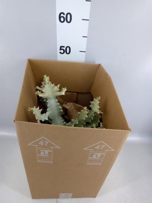 <h4>Euphorbia lactea</h4>