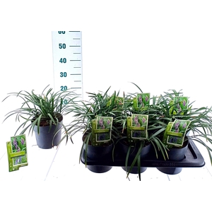 Liriope muscari 'Ingwersen'
