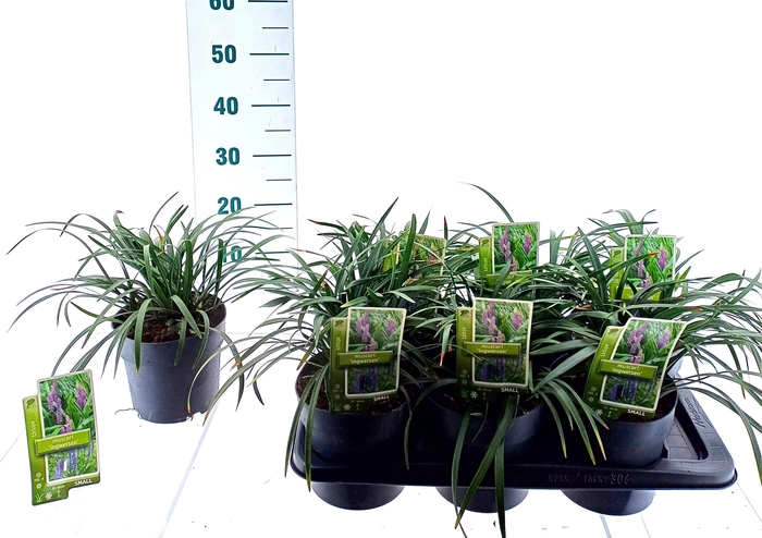 <h4>Liriope muscari 'Ingwersen'</h4>