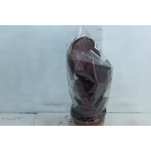 CALATHEA ROSEA PICTA CRIMSON P17
