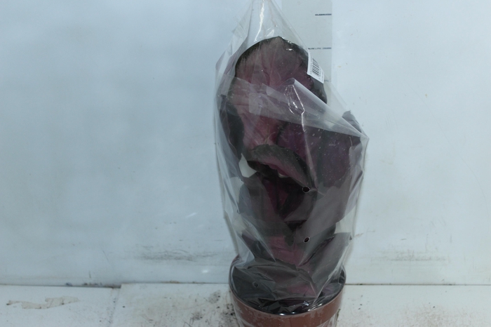 <h4>CALATHEA ROSEA PICTA CRIMSON P17</h4>