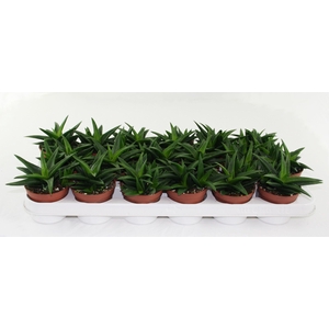 Haworthia Pentagona