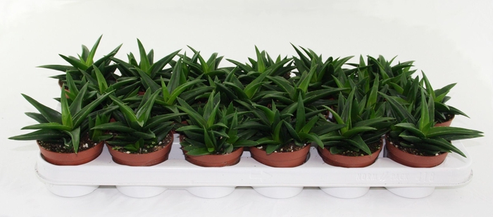 <h4>Haworthia Pentagona</h4>