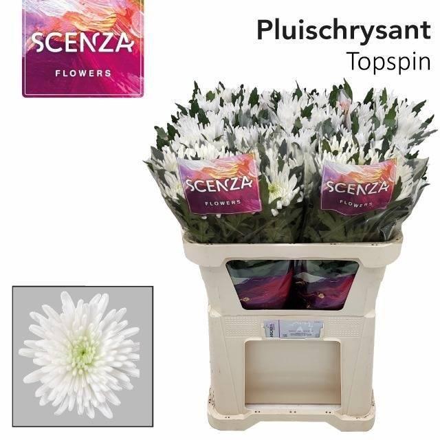 <h4>Chr G Topspin</h4>