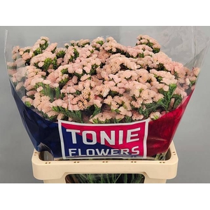 LIM S SWEET APRICOT+