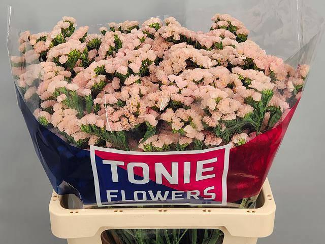 <h4>LIM S SWEET APRICOT+</h4>