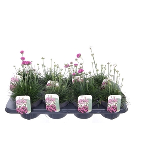 Armeria maritima mix