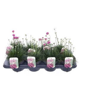 Armeria maritima mix