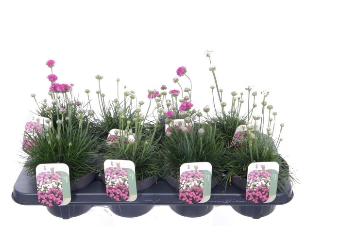 <h4>Armeria maritima mix</h4>