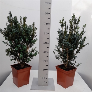 Buxus sempervirens 'Handsworthiensis' 50-60 struik