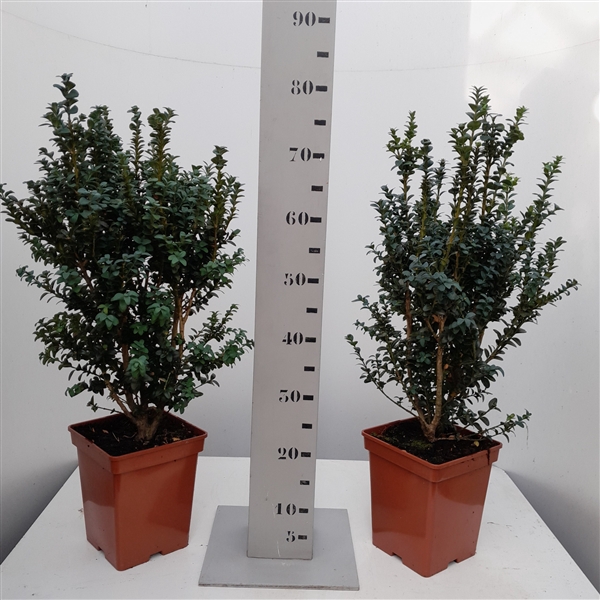 <h4>Buxus sempervirens 'Handsworthiensis' 50-60 struik</h4>