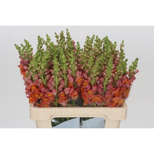 Antirrhinum Potomac Dark Orange
