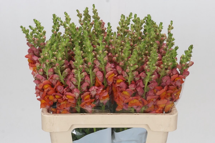 <h4>Antirrhinum Potomac Dark Orange</h4>