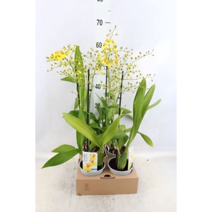 Oncidium   ...