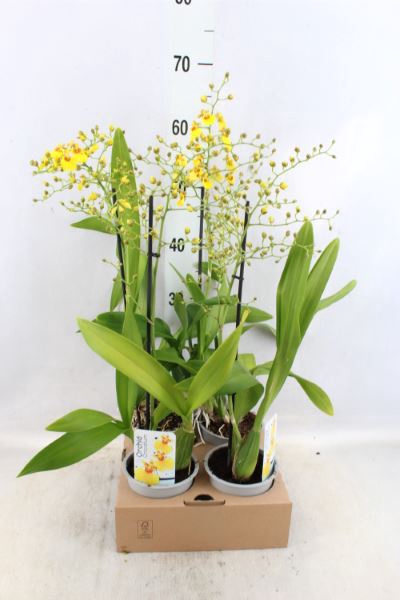 <h4>Oncidium   ...</h4>