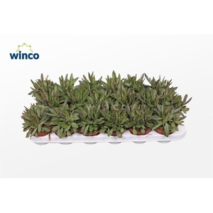 Kalanchoe Daigremontiana 