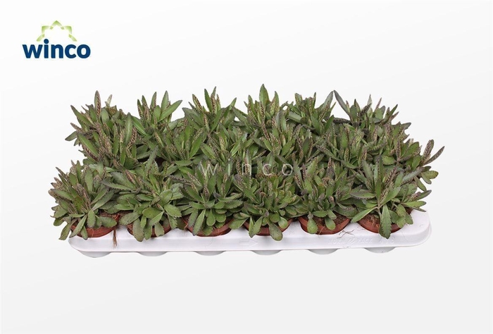 Kalanchoe Daigremontiana 