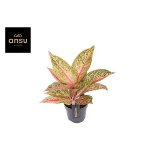 Aglaonema Romance Red