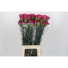 Dianthus St Bernard