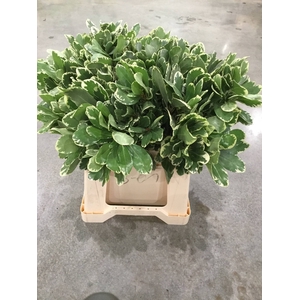 DEC PITTOSPORUM ILAN