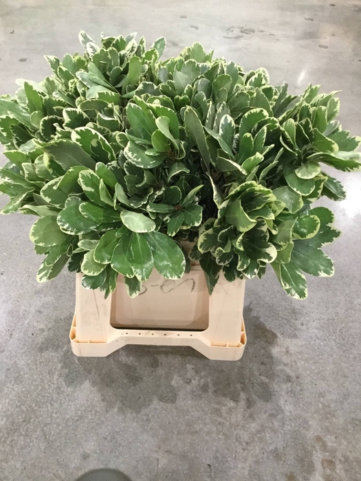 <h4>DEC PITTOSPORUM ILAN</h4>