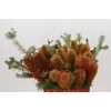 Banksia Ericifolia