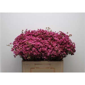 Chamelauc Early Purple