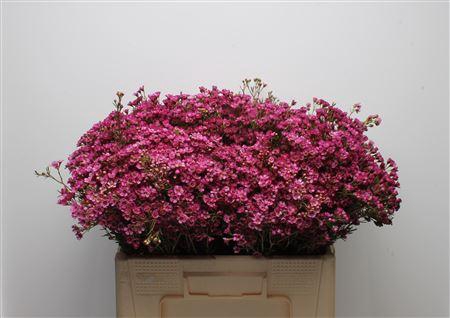 <h4>Chamelauc Early Purple</h4>