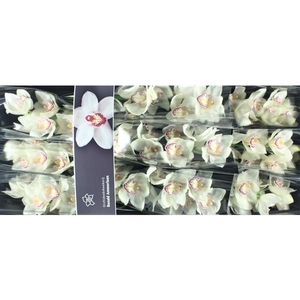 Cymb Tak Lisette x 9