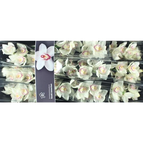 <h4>Cymb Tak Lisette x 9</h4>