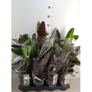 Calathea   ...mix 3