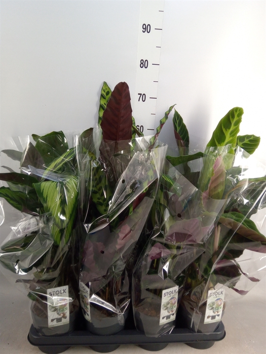 <h4>Calathea   ...mix 3</h4>