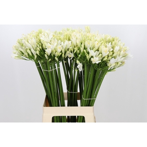 Agapanthus Gletsjer