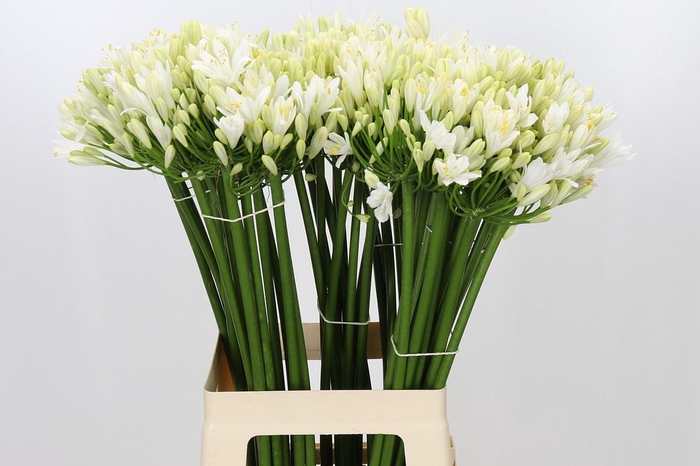 <h4>Agapanthus Gletsjer</h4>