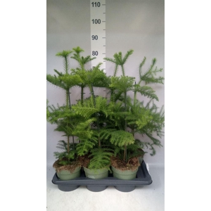 Araucaria heterophylla