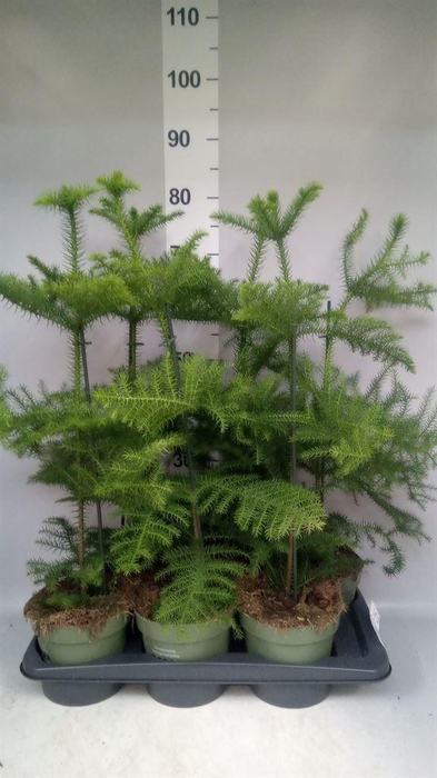 <h4>Araucaria heterophylla</h4>